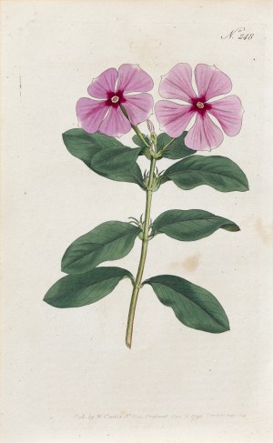 Sydenham Teast Edwards (1768-1819), Katarantus różowy, z: Curtis's Botanical Magazine, wyd. William Curtis, St. Geo. Crescent, Anglia, 1793 r.