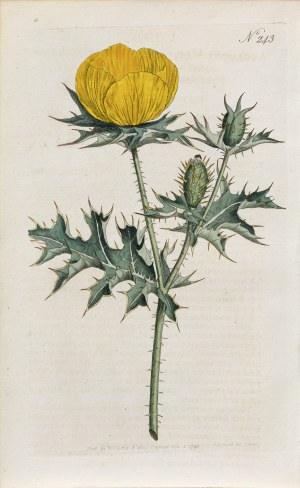 Sydenham Teast Edwards (1768-1819), Argemon meksykański, z: Curtis's Botanical Magazine, wyd. William Curtis, St. Geo. Crescent, Anglia, 1793 r.