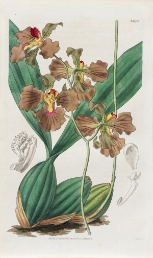 Joseph Swan (1796-1872), Storczyk tzw. Tańcząca dama, z: Curtis's Botanical Magazine, wyd. Samuel Curtis, Glazenwood, Anglia, 1836 r.