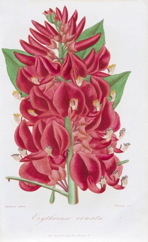 François Hérincq (1820-1891), Louis Maubert (1806-1879), Koralodrzew, z: L'Horticulteur français, wyd. Bestault, Paryż, 1865 r.