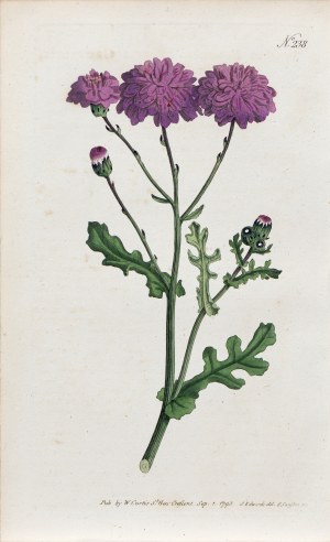 Sydenham Teast Edwards (1768-1819), Starzec, z: Curtis's Botanical Magazine, wyd. William Curtis, St. Geo. Crescent, Anglia, 1793 r.