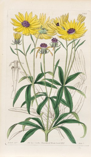 Joseph Swan (1796-1872), Nachyłek, z: Curtis's Botanical Magazine, wyd. Samuel Curtis, Glazenwood, Anglia, 1837 r.