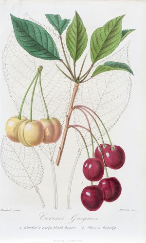 François Hérincq (1820-1891), Louis Maubert (1806-1879), Wiśnie, z: L'Horticulteur français, wyd. Houiste, Paryż, 1865