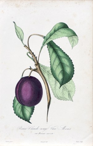 François Hérincq (1820-1891), Śliwka, z: L'Horticulteur français, wyd. Remond, Paryż, 1851/1855 r. 1851 r.