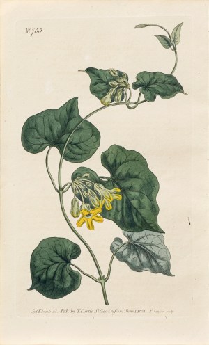 Sydenham Teast Edwards (1768-1819), Kokornak powojnikowy, z: Curtis's Botanical Magazine, wyd. T. Curtis, St. Geo. Crescent, Anglia, 1804 r.