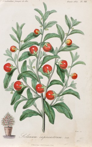 François Hérincq (1820-1891), Psianka koralowa, z: L'Horticulteur français, wyd. Remond, Paryż, 1851/1857 r.
