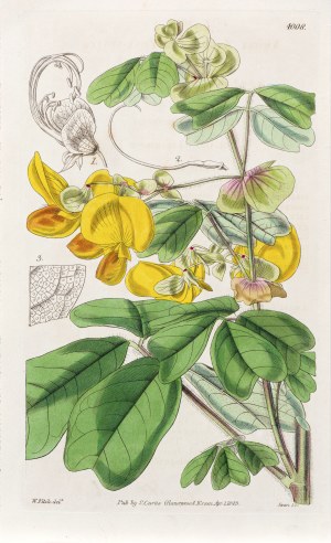 Joseph Swan (1796-1872), Amicia zygomeris, z: Curtis's Botanical Magazine, wyd. Samuel Curtis, Glazenwood, Anglia, 1843 r.