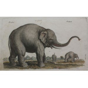 Slon(ilustrácia pre: VIII, Frankfurt, Mathias Merian, 1652)