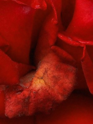 Erazm Wojciech Felcyn (ur. 1946) Z cyklu ROSARIUM