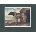 Macfall Haldane – Pittura olandese [Leopoli 1913]