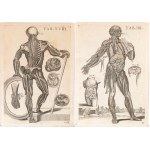 detto Pietro da Cortona (after) ( Cortona 1596 - Roma 1669 ), Tabulae anatomicae. Plate IIII and Plate XVIII