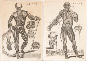 detto Pietro da Cortona (after) ( Cortona 1596 - Roma 1669 ), Tabulae anatomicae. Plate IIII and Plate XVIII