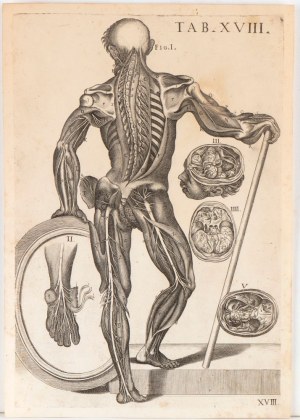 detto Pietro da Cortona (after) ( Cortona 1596 - Roma 1669 ), Tabulae anatomicae. Plate IIII and Plate XVIII