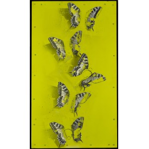 Bartłomiej Stypka (ur. 1983, Częstochowa), Papilio acid, 2023