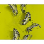 Bartłomiej Stypka (ur. 1983, Częstochowa), Papilio acid, 2023