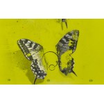 Bartłomiej Stypka (ur. 1983, Częstochowa), Papilio acid, 2023
