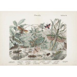 Marian Bąkowski, Marian Łomnicki, Insects Plate 64