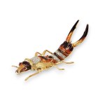 PIERO BARBERIS Insect brooch in gold, enamel and diamonds