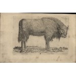 [VILNO, From the famous sheet metal collection of Konstanty Tyszkiewicz] Lithuanian bison. Print from around mid-19th century.