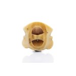 NETSUKE - HEAD OF A MAN WITH A MOUSTACHE | MINGYOKU 民玉 (JAPAN / JAPANESE MEIJI PERIOD, 1868-1912)