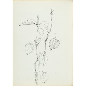 Zdzisław STANEK (1925-1996), Studie měchu