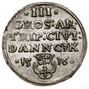 Trojak, 1536, mennica Gdańsk; popiersie króla z waską g...