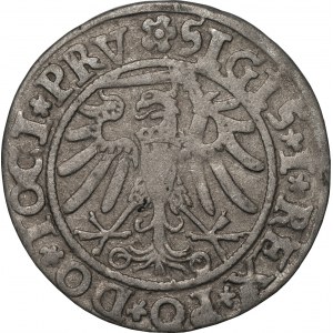 Zygmunt I Stary (1506-1548) - Grosz 1534 - Elbląg