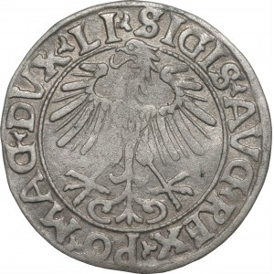 Zygmunt II August (1545-1572) - Półgrosz 1556 - Wilno