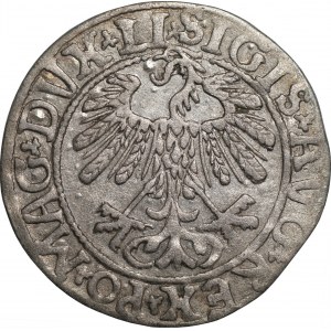 Zygmunt II August (1545-1572) - Półgrosz Wilno 1558 - LI/LITV