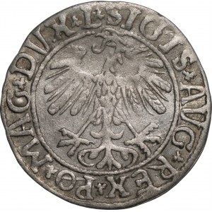 Zygmunt II August (1545-1572) - Półgrosz Wilno 1558 - L/LITV