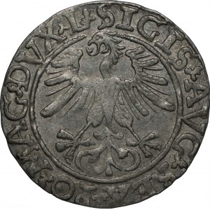 Zygmunt II August (1545-1572) - Półgrosz Wilno 1561 - L/LITVA