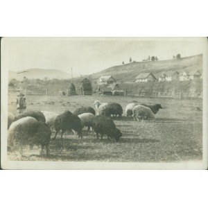 13 HUCULSZCZYZNA - Owce na pastwisku, Fot. M. Seńkowski, Kosów, fot. czb., ok. 1930,