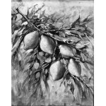 ANONIMO, Still Life (lemons)