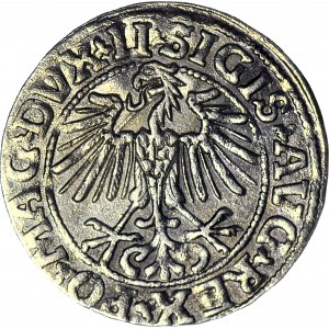 Zygmunt II August, Półgrosz 1549, Wilno