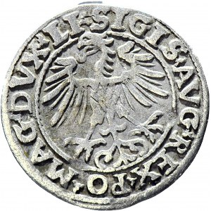 RR-, Zygmunt II August, Półgrosz 1554, Wilno, b. rzadki rocznik, T.12.mk