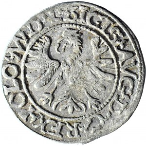 RR-, Zygmunt II August, Półgrosz 1566, Tykocin, herb Jastrzębiec, MAGNI, T.12 mk