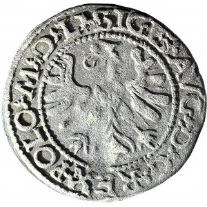 RRR-, Zygmunt II August, Półgrosz 1566, Tykocin, herb Jastrzębiec, MAG (znany z kolekcji Czapskiego)