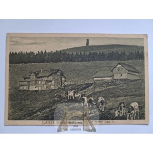 Snowbird, Schneeberg, Swiss, cows, circa 1920.