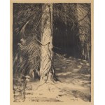 Leon Wyczółkowski (1852 Huta Miastkowska - 1936 Warsaw), Dry Spruce, 1930s.