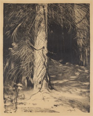 Leon Wyczółkowski (1852 Huta Miastkowska - 1936 Warszawa), Suchy świerk, lata 30. XX w.