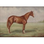 Stallion Tiber, Gino Karolyi