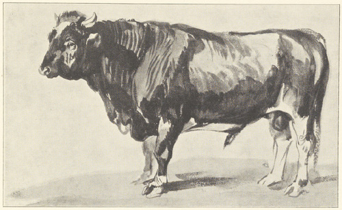 WÓŁ (akwarela) 1840-1845 (WŁASNOŚĆ p. DOMINIKA ŁEMPICKIEGO)