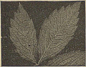 Fig. 2. Kalka negatywna z tego liścia.