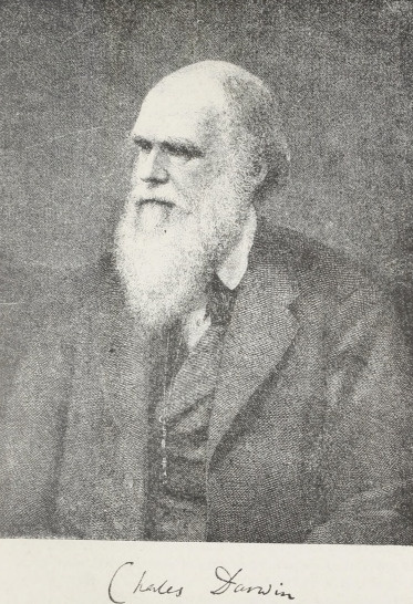 Portret