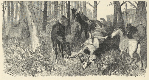 llustracya do »Mazepy« Byrona