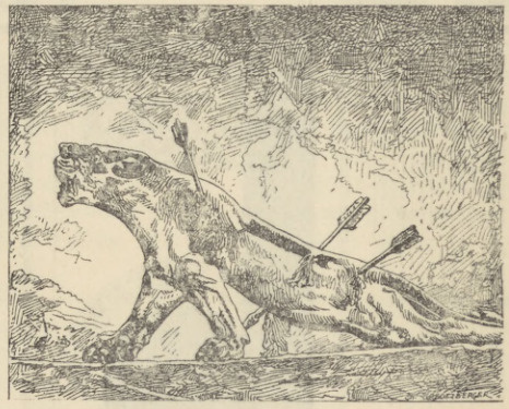 Rys. 7. Lwica raniona.