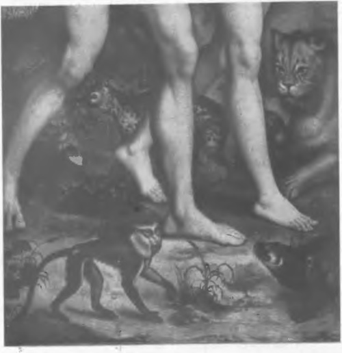 Nr 38. M. Coxcie: fragment obrazu „Wypędzenie z raju“ Wiedeń, muzeum pocesarskie, (z fot. Hanfstaengei.) — Por. wszystkie te zwierzęta z identycznemi na araśach: Nr. 8 „Dziękczynienie Noego“ (lew i małpa) i Nr. 29 werdiura z jeleniem (lemur centkowany po prawej). — Fragm. du tableau de M Coxcie „Adam et Eve chassés du paradis“, Vienne, Mus. imp. — uoaip. les animaux à ceux de notre tapisserie Nr. 8 (singe i lion) et du. Nr. 29 verdure avec un cerf: singe, tacheté, à droite.
