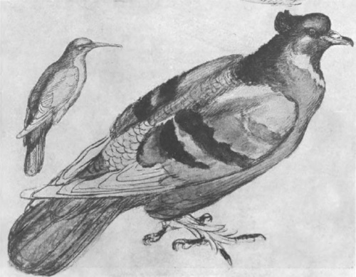 VITTORE PISANO ZW. PISANELLO (1397-1455). STUDIUM.