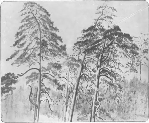 LEON WYCZÓŁKOWSKI, SOSNY (litogr., 1922).