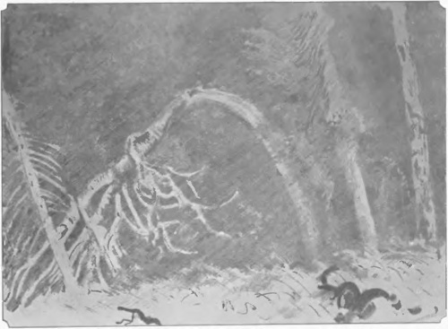 LEON WYCZÓŁKOWSKI, Z TEKI BIAŁOWIESKIEJ (kamienioryt, 1922).